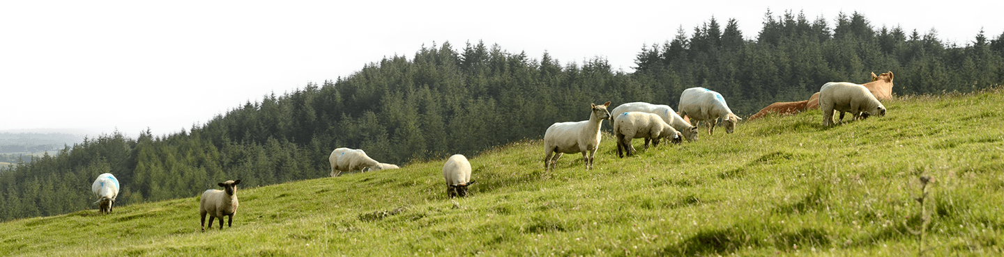 Sheep Background